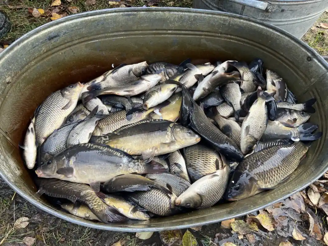 Ковельське водосховище поповнили коропом і білим амуром