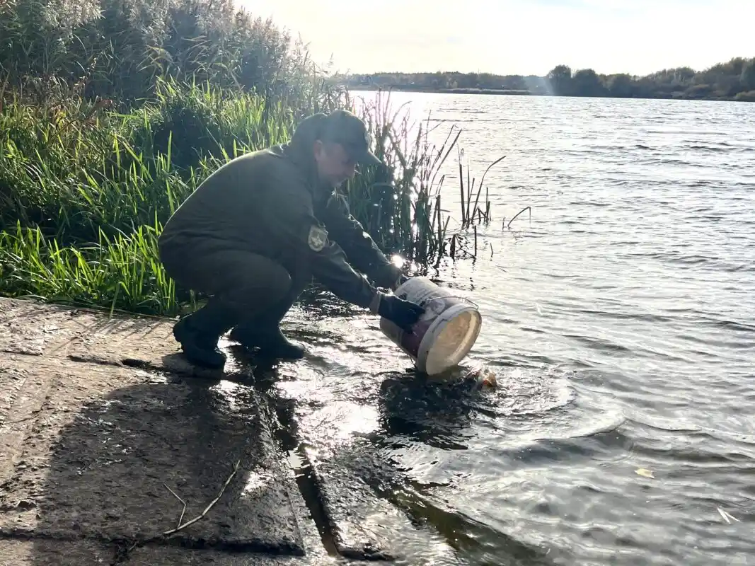 Ковельське водосховище поповнили коропом і білим амуром