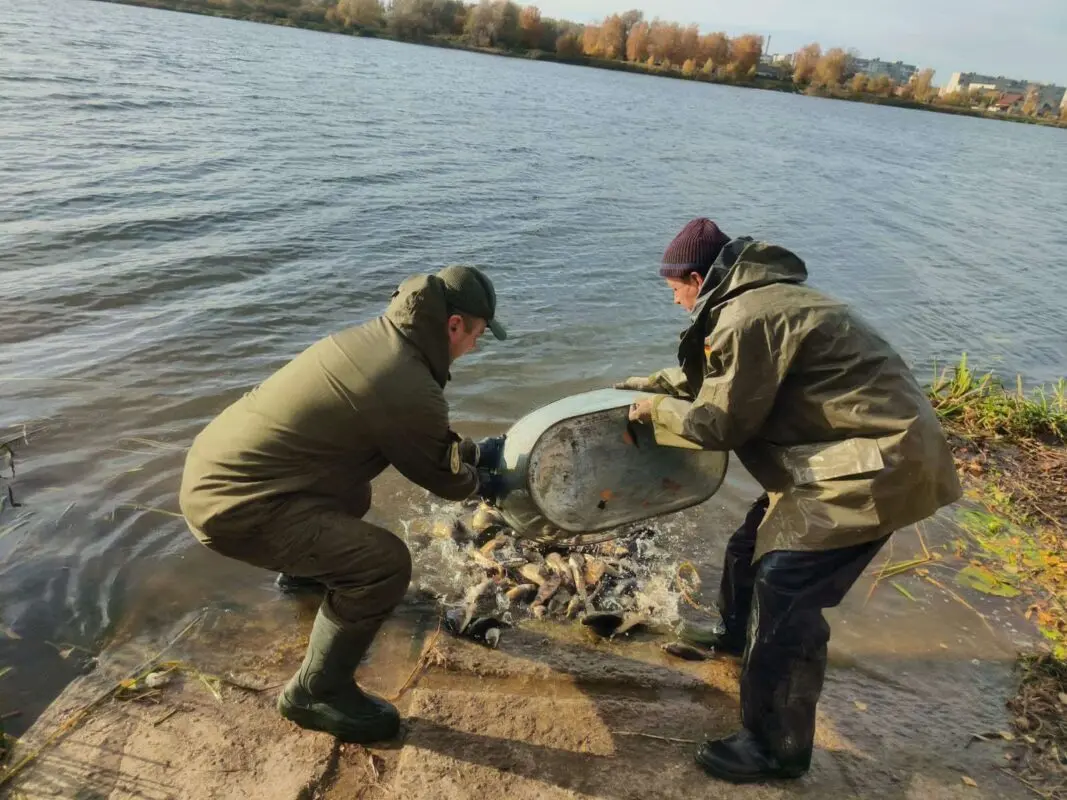 Ковельське водосховище поповнили коропом і білим амуром
