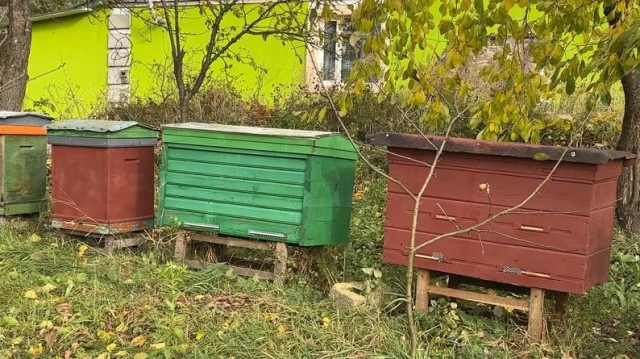 22-річна волинянка доглядає пасіку батька, зниклого на війні