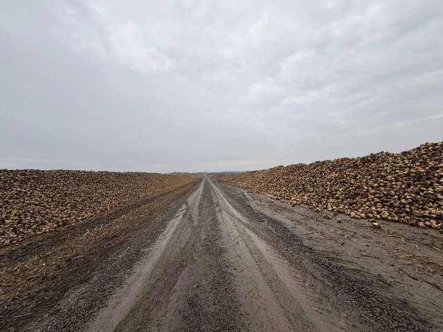 Волинь підбила аграрні підсумки: область завершила сезон цукрового буряка