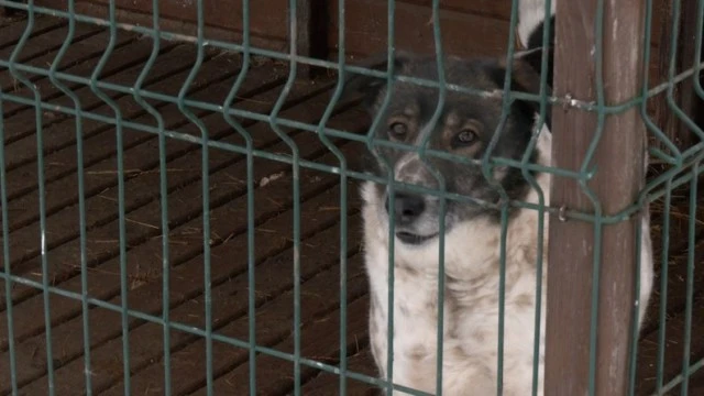 Тепла вечеря та три кілограми соломи: як виживає луцький притулок у пікові холоди